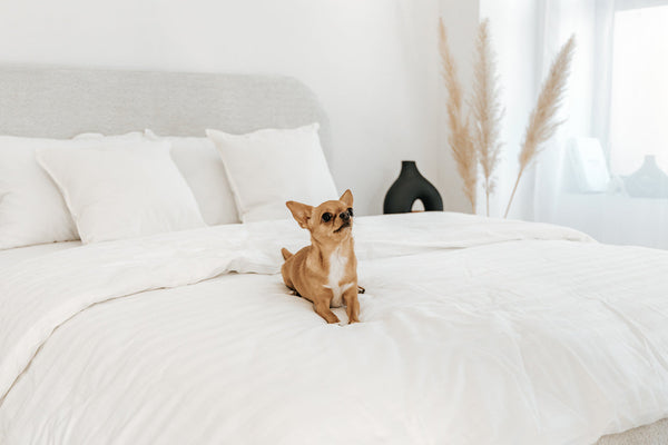 Meble tapicerowane a zwierzęta w domu – poznaj naprawdę odporne tkaniny!